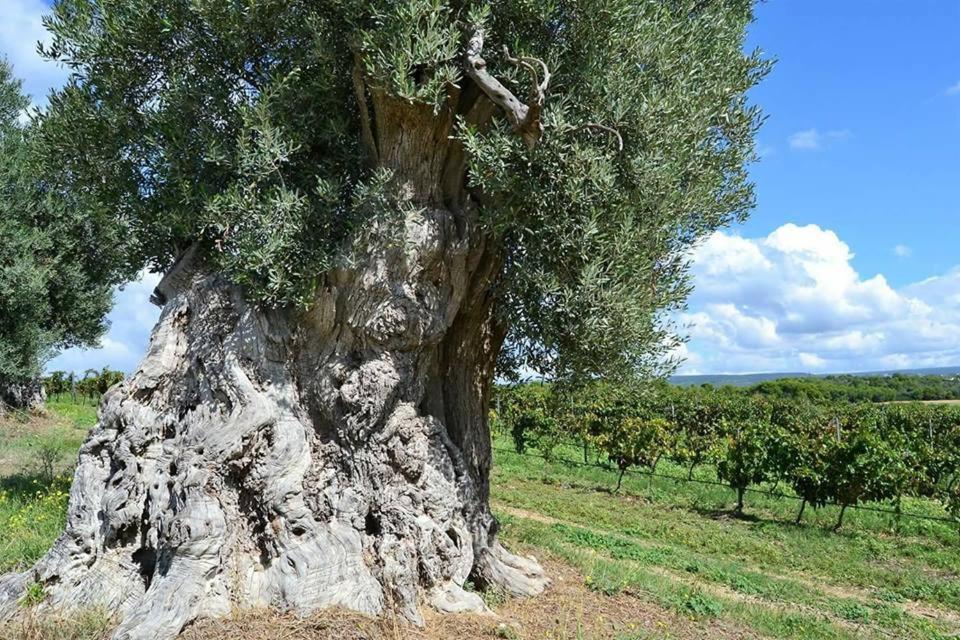 Trulli Resort Monte Pasubio Trulli Bbalberobellocom Dış mekan fotoğraf