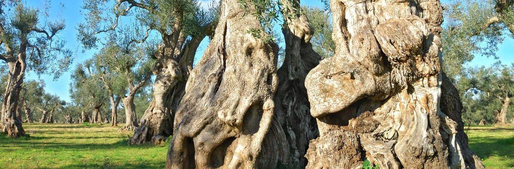 Trulli Resort Monte Pasubio Trulli Bbalberobellocom Dış mekan fotoğraf